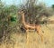 African gazelle gerenuk