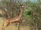 African gazelle gerenuk