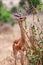 African gazelle gerenuk