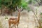 African gazelle gerenuk