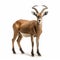 African Gazelle Standing In Birds-eye-view On White Background