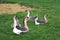 African geese