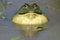 African giant bullfrog