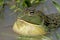 African giant bullfrog