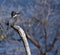 African Giant Kingfisher - Botswana