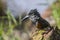 African Giant kingfisher in Kruger National park, South Africa