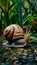 African giant snail crawls slowly in natural environment