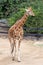 African giraffe