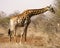 African Giraffe