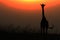 African giraffe against red sun in sunset