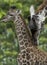 African giraffe baby female with adult male