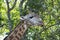 African giraffe big male bull closeup among acacia trees in Tanzania, Africa