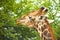 African Giraffe browsing on a tree in a South African wildlife reserve