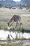 African giraffe drinking water in a pond