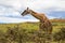 African giraffe feeding on Acacia whistling thorn full of stinging ants Acacia drepanolobium