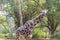 An African giraffe  Giraffa camelopardalis,  an African even-toed ungulate mammal, the tallest living terrestrial animal and the