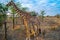 African giraffe in the golden grass eating tree for breakfast in Serengeti national park. Tanzania.