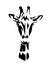 African giraffe head black and white vector outline
