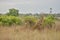 African Giraffe on middle of vegetation