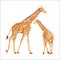 African giraffe mother and her baby. Mammals and care for the offspring. Vector illustration