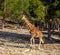 African giraffe outdoors