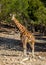 African giraffe outdoors