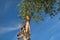 African giraffe reaching up with it`s long neck to eat the leaves