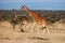 African giraffe in savannah. These graceful and pretty animals are herbivores