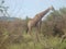 African Giraffe in South African game farm