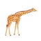 African giraffe stands, stretching out a long neck. Vector illustration