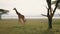 African Giraffe Walking In The Savanna Near The Acacia Tree And Lake