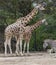 African giraffe with zebra