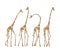 African giraffes illustration