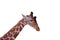 African Giraffes kepping safe in Animals sanctuary - Cervus camelopardalis