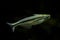 The African glass catfish Pareutropius debauwi.