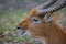 African golden antelope resting at the ground