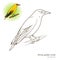 African Golden Oriole bird coloring book