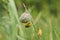 African Golden Weaver