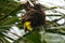 African Golden Weaver Bird climbing into its nest