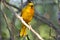 African Golden Weaver on tree branch, Namibia