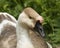 African goose