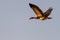 African goose in the okawango delta in africa