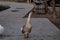 African Goose walking on sidewalk along a lake during sunset