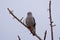 African Goshawk