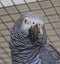 African Gray bird parrot parakeet