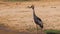 African gray crowned-crane