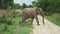 African gray elephant crossing the dusty road in african savannah