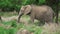 African gray elephant eating green grass in the shade of a tree
