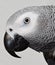 African Gray Max parrot