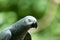 A African Gray Parrot